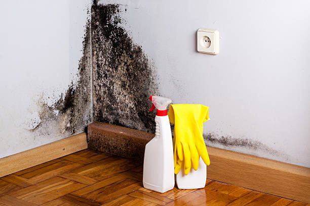 Best Home Mold Removal  in Peach Lake, NY