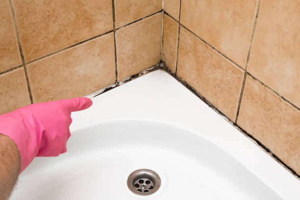 Best Fast Mold Removal  in Peach Lake, NY